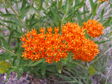 TLM_CIMG2316.JPG