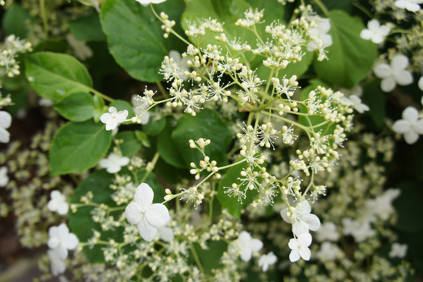 flowers010.JPG