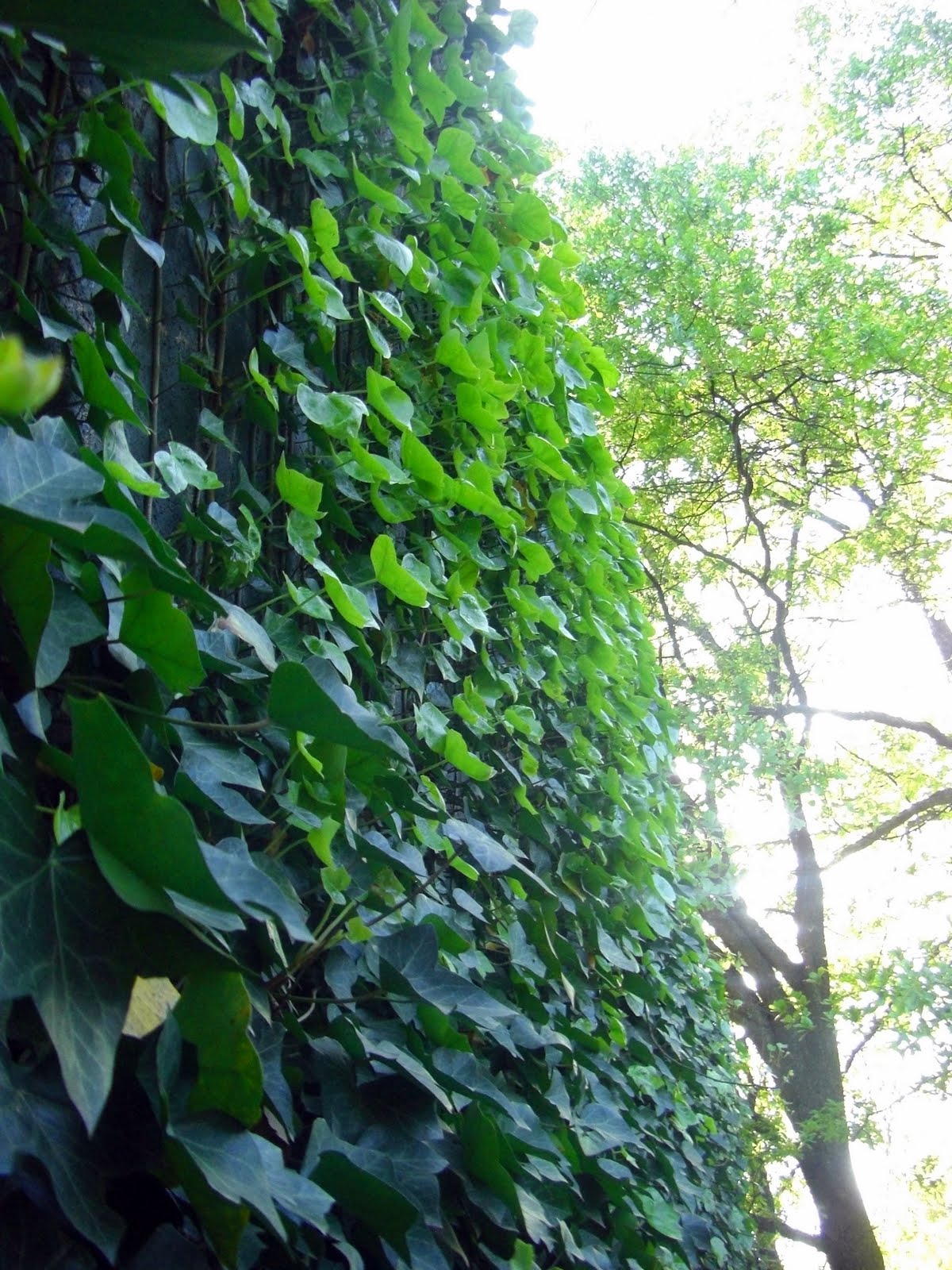 Ivy%2Bwall.jpg