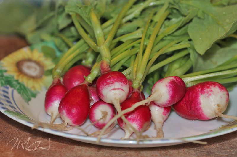 IMG_4146_Radishes_2012.jpg