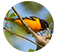 birdersguidemddc.org