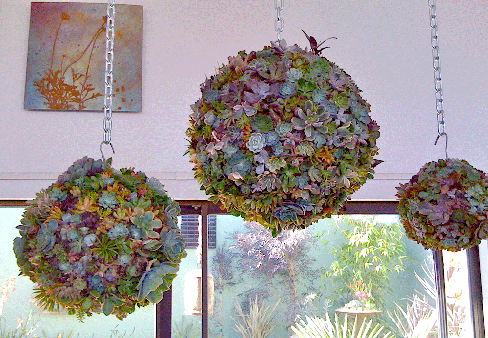 succulent+orbs.gif