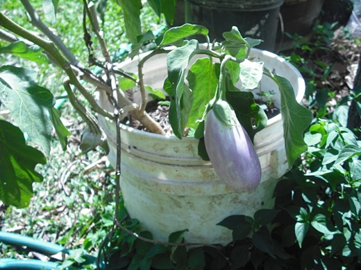 Recycled Bucket Gardening Container Gardening For Apartment