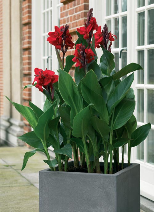 canna_indica.jpg