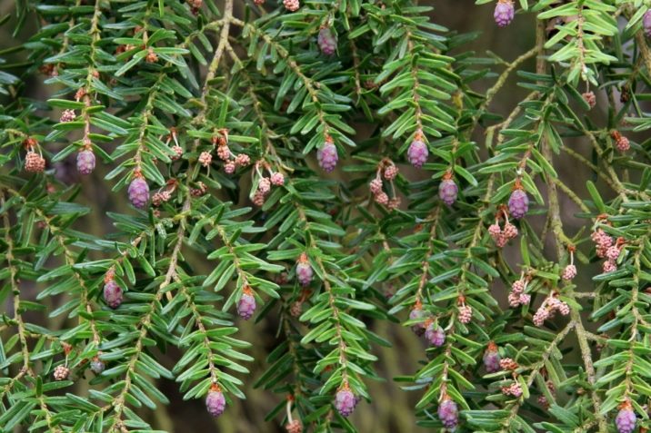 Tsuga-heterophylla-15.jpg