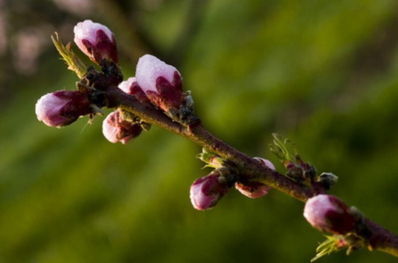 www.gardenguides.com