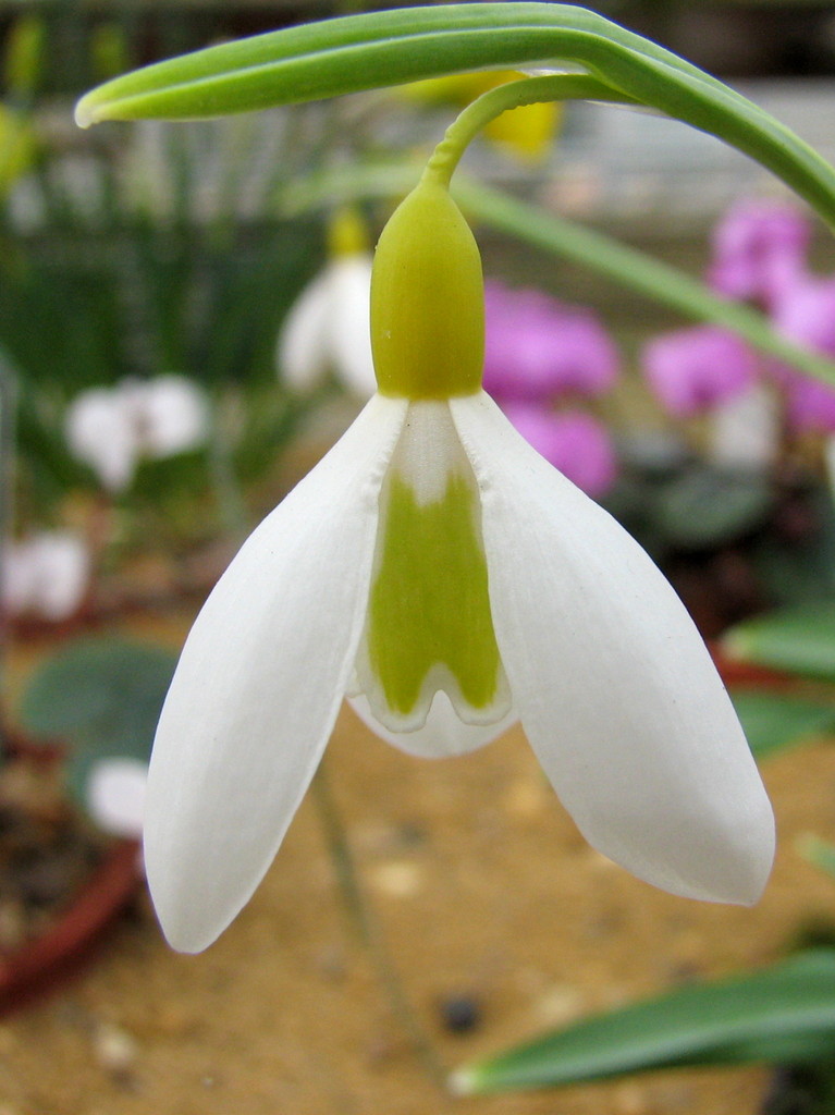 RHS_RHS-0000219_7419.JPG
