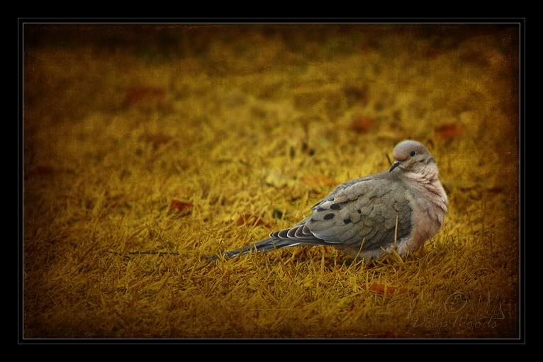 Dove1texture.jpg