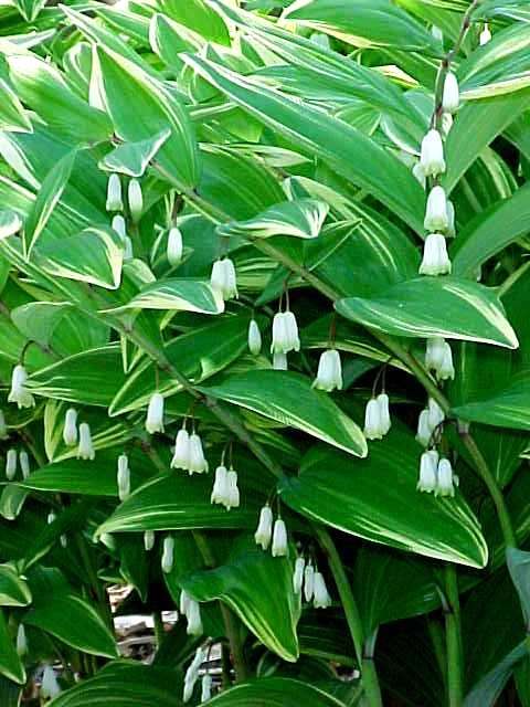 Polygonatum_variegatum.jpg