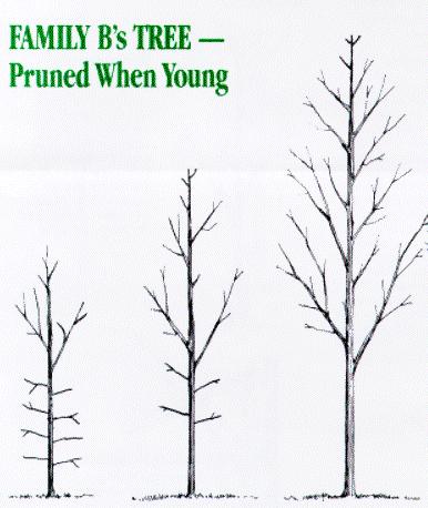 FamilybPruneYoung.jpg