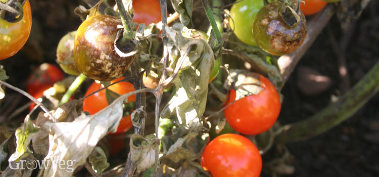 www.growveg.co.uk