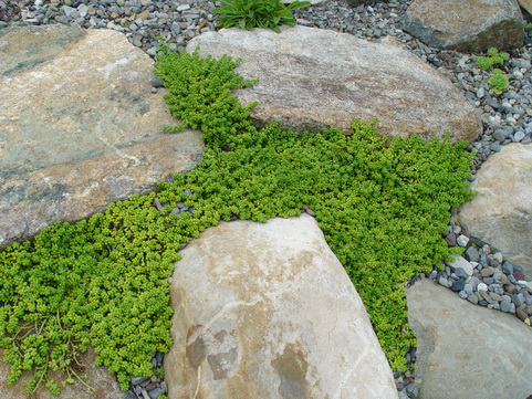 97_Sedum%20Baby%20Tears%20sm.jpg