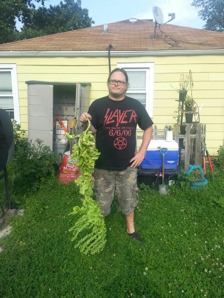 lettuce.jpg
