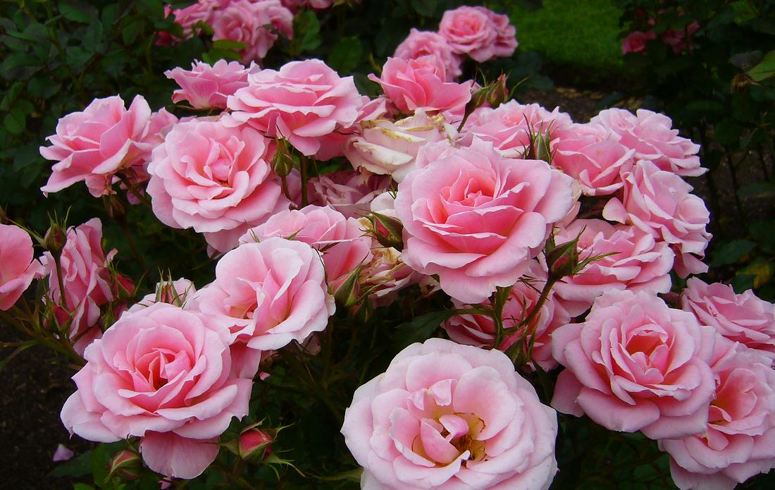 roze.jpg