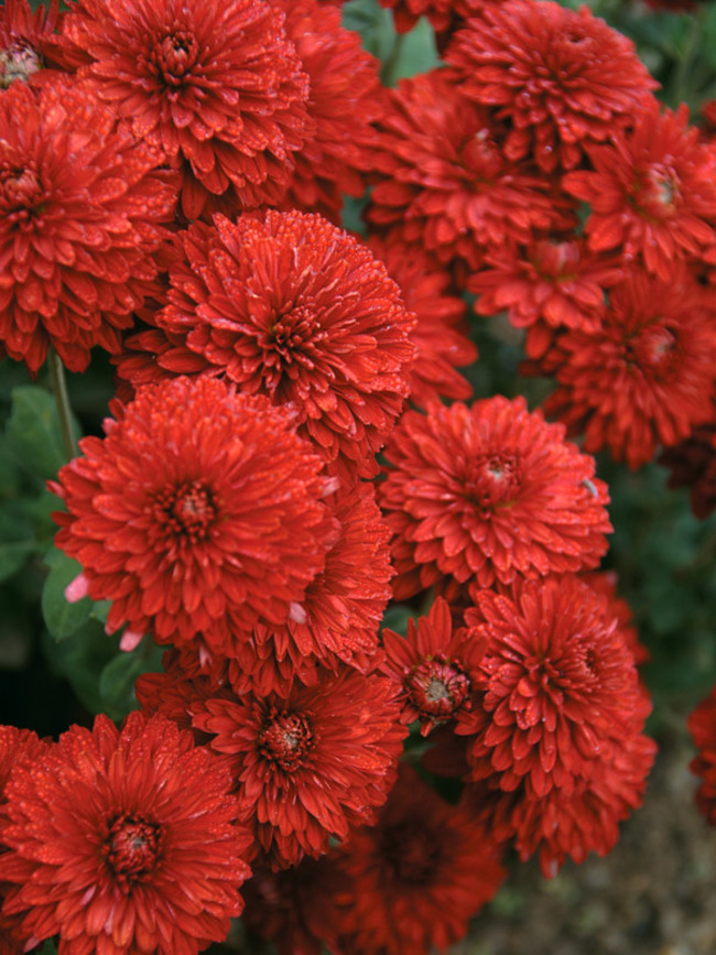 www.bluestoneperennials.com