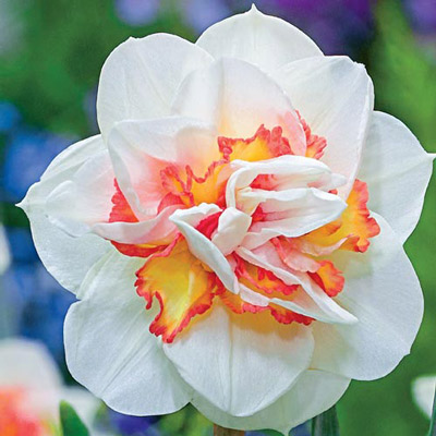 www.dutchbulbs.com