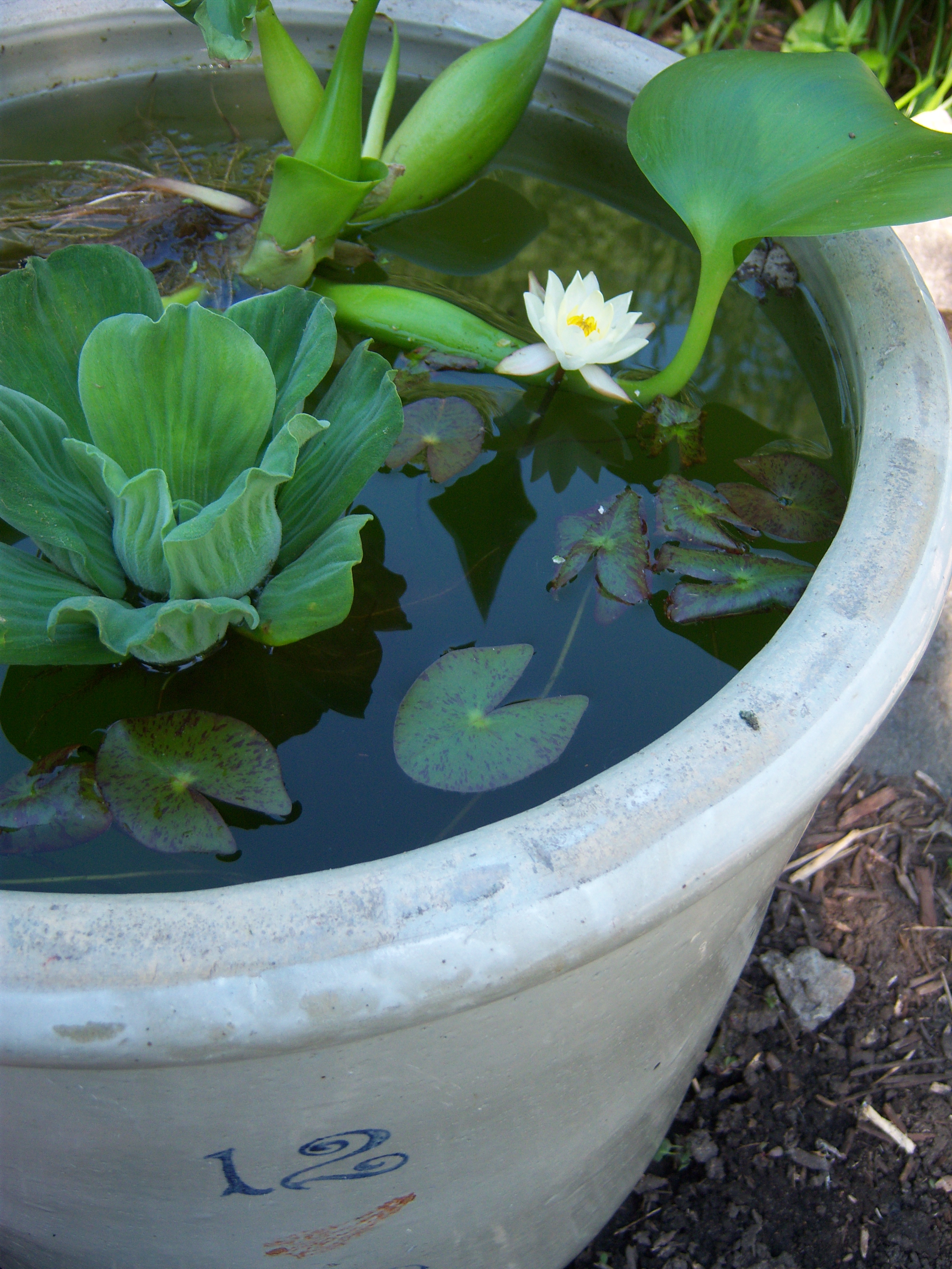 red-wing-crock-water-garden.jpg