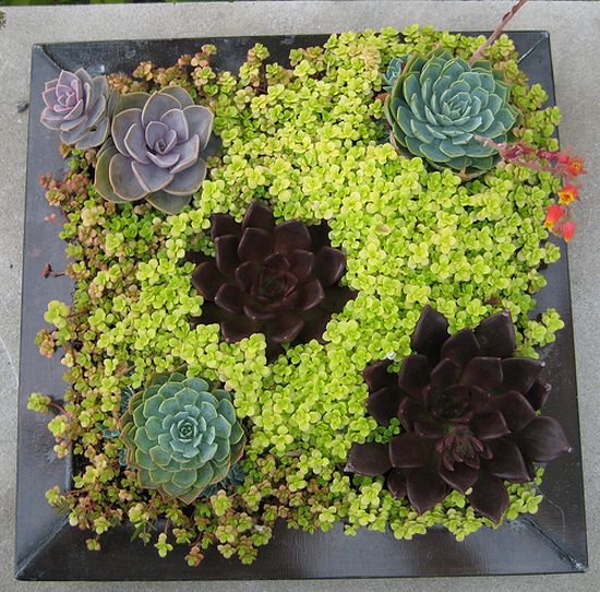 succulents_aDVW3_24702.jpg