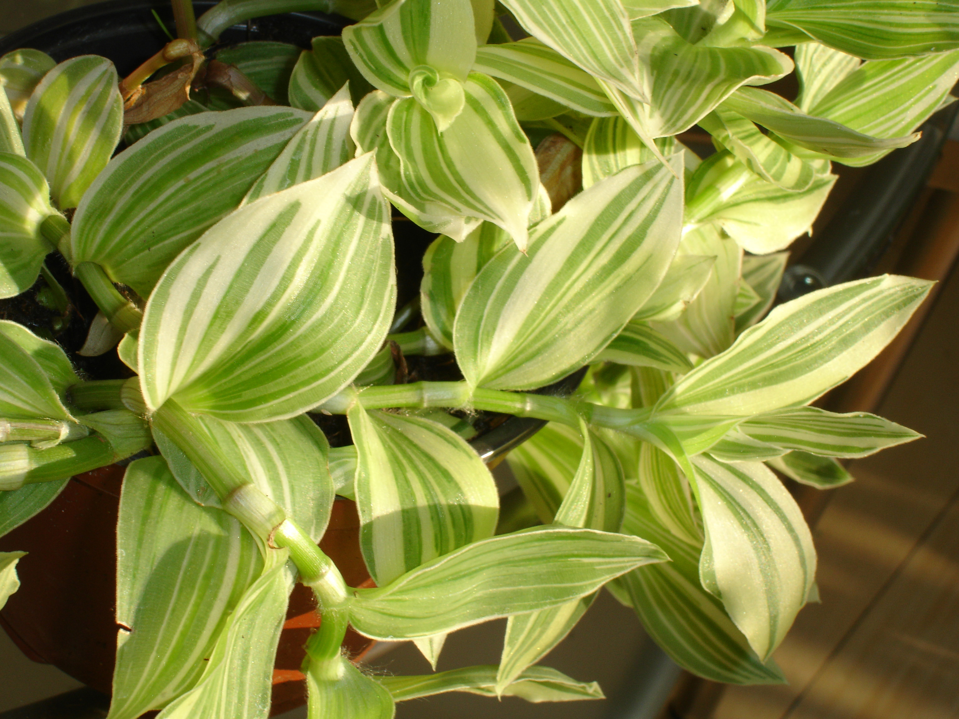 Tradescantia.albiflora.(fluminensis).jpg