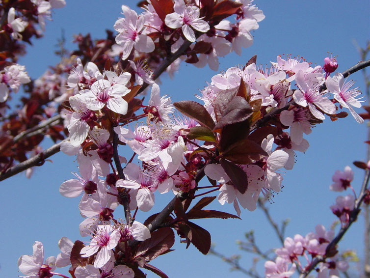 cherry_plum.jpg