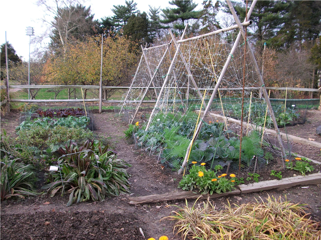 veggieharvest.com
