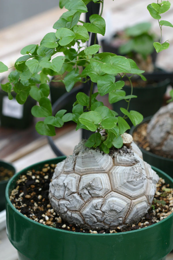 dioscorea-elephantipes-large-m.jpg