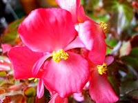 closeup+begonia.JPG