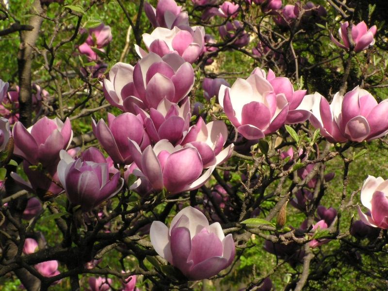 Magnolia_x_soulangeana.jpg