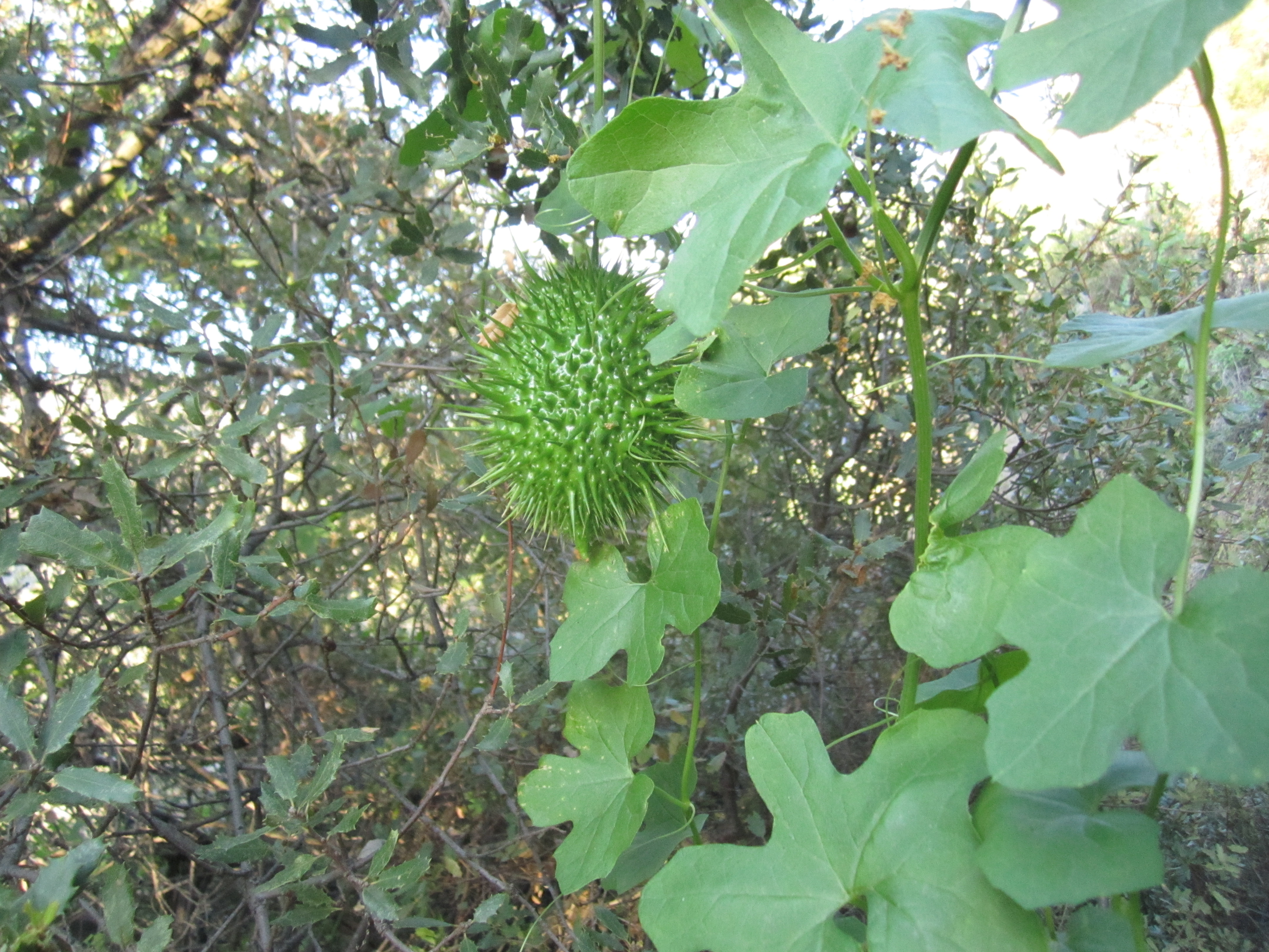 IMG_1964.JPG