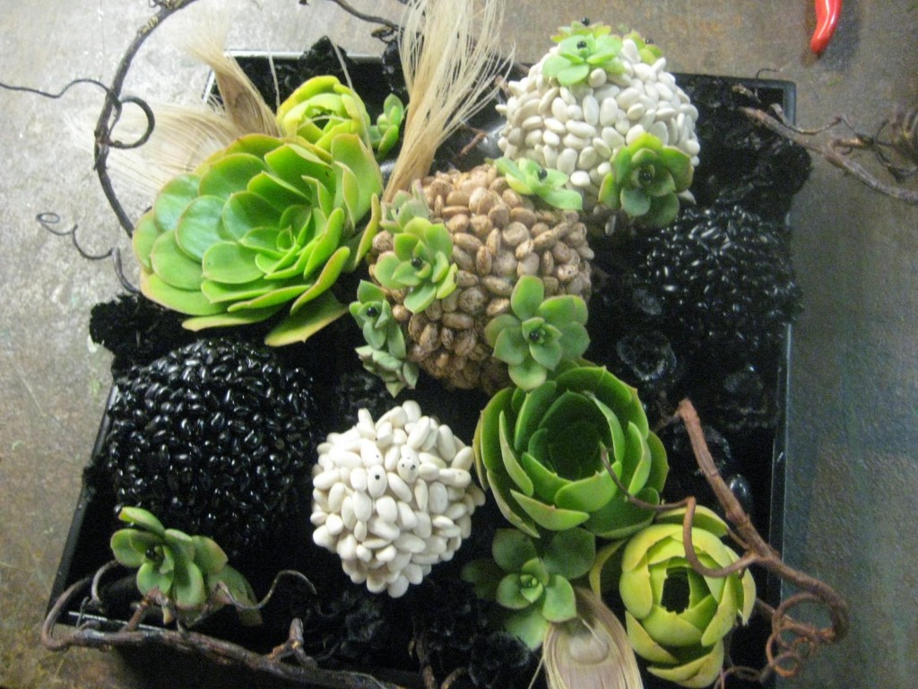 succulent-bean-ball-1-771228-1024x768.jpg
