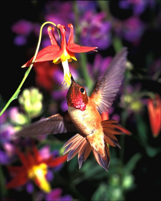 Rufus%20Hummingbird%20&%20Red%20Columbine%20128%20(2).jpg