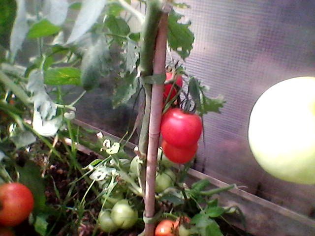 017_1.jpg