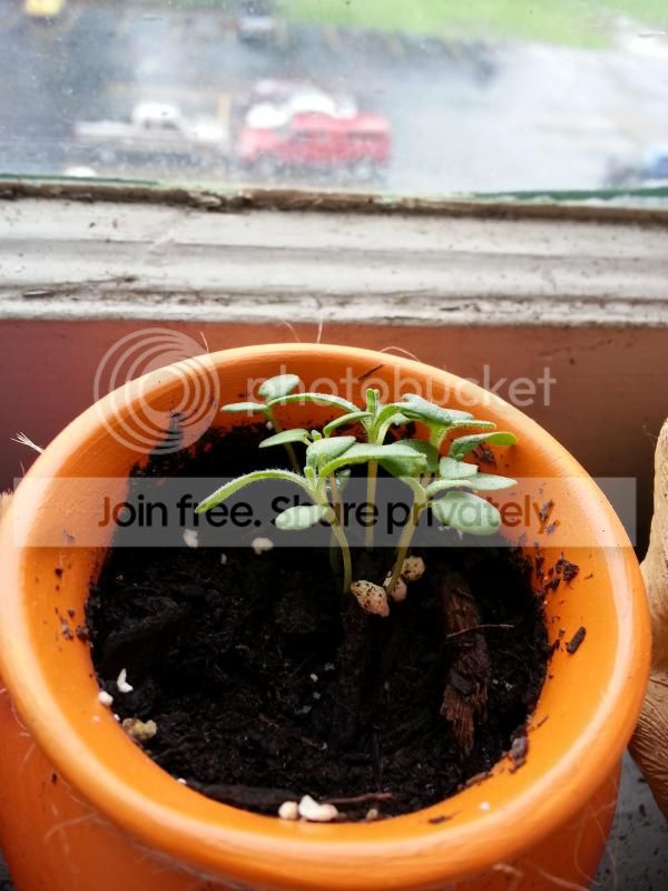 2014-06-25180643_zps7b6ac306.jpg
