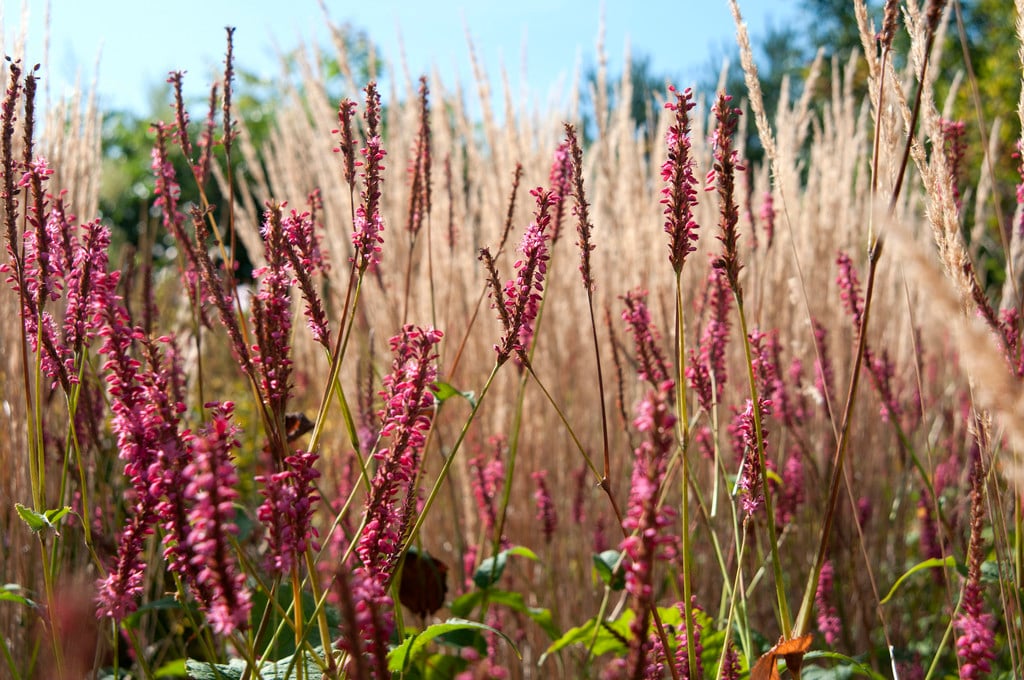 www.rhs.org.uk