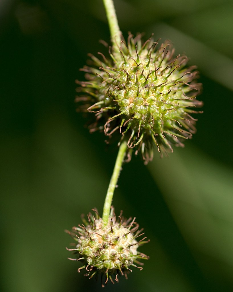 Platanus_x_acerifoli_GPqJ0fcKKTbh.jpg