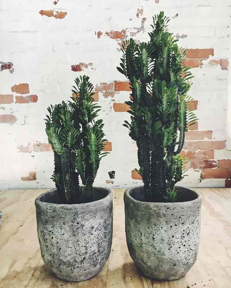plantcaretoday.com