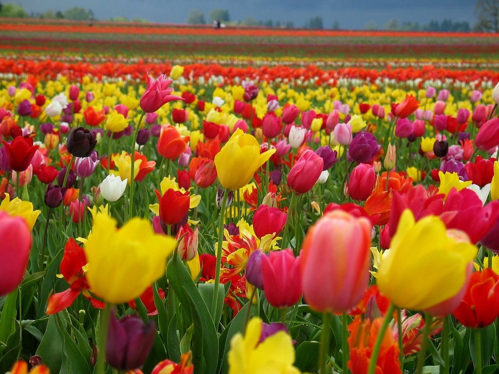 flowers.jpg