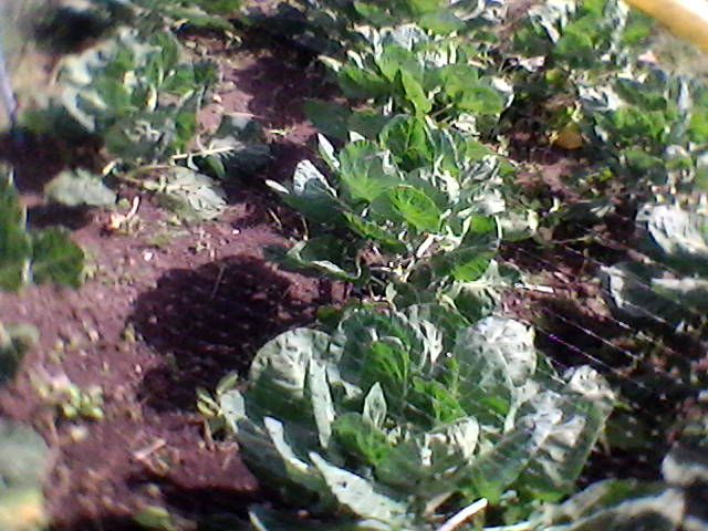 allotment%20june%202018%20002.jpg