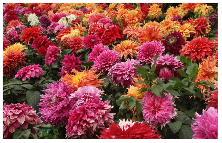 berry-dahlias.jpg