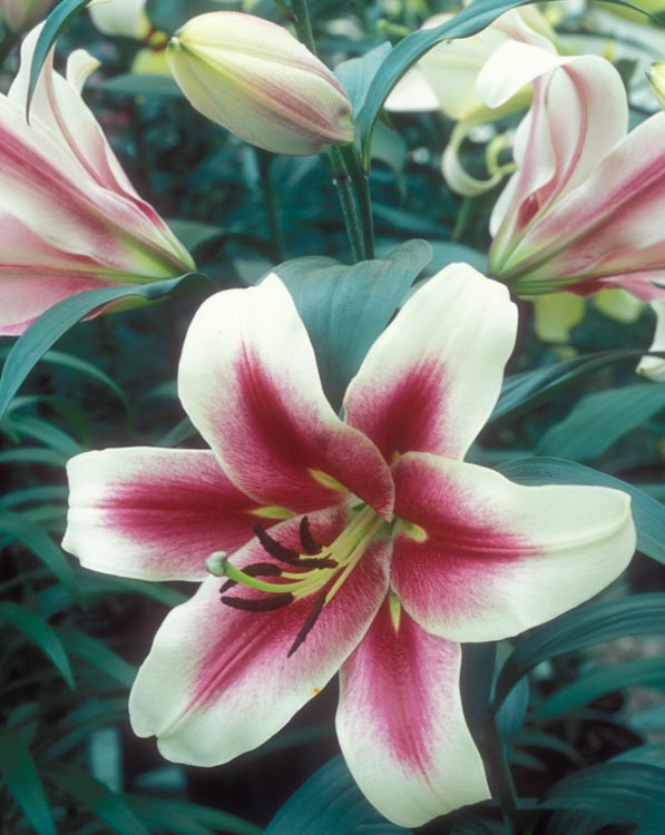 www.gardenia.net