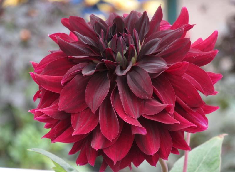 Dahlia%20Rip%20CityOptimized.jpg