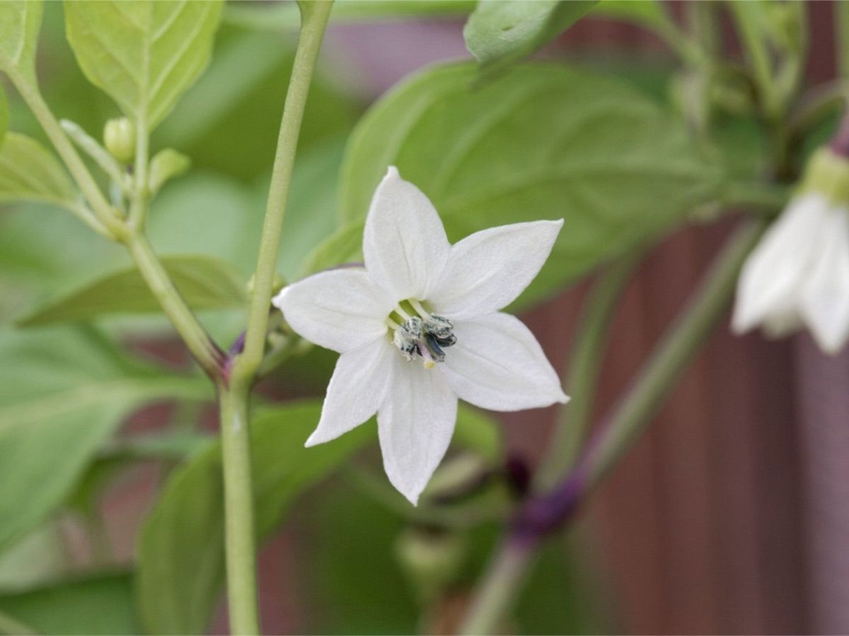 www.gardeningknowhow.com