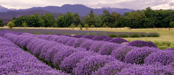 lavender_medium-560x243.jpg