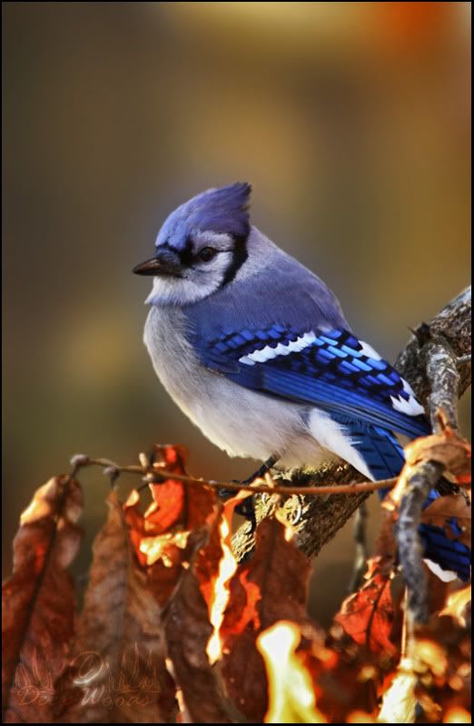 IMG_3073copyBluejay.jpg