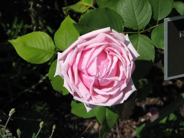 rosa-la-france-ea90d3b4-0d05-4ce3-adb1-17f3dcb96da-resize-750.jpeg