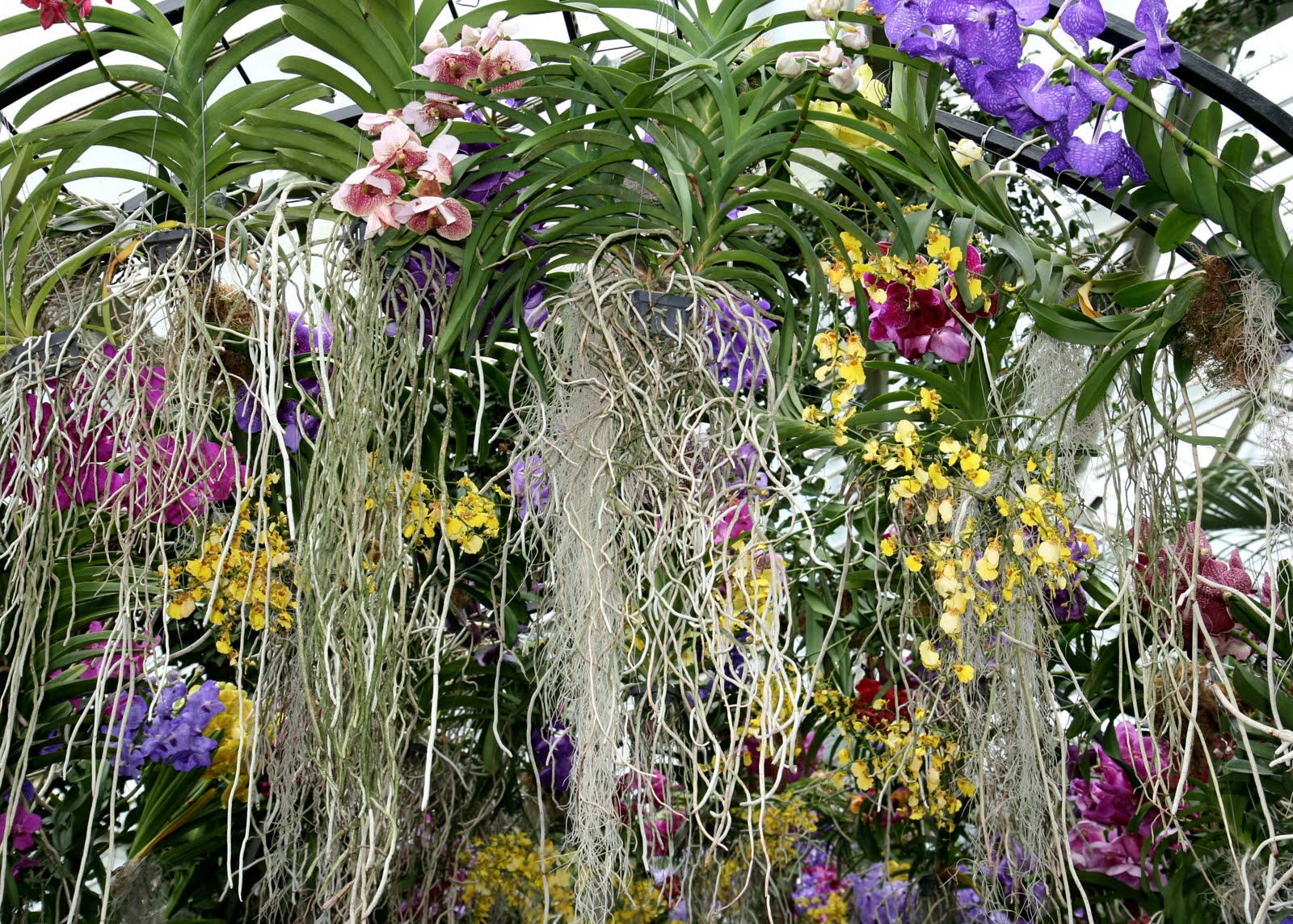 orchid3.jpg