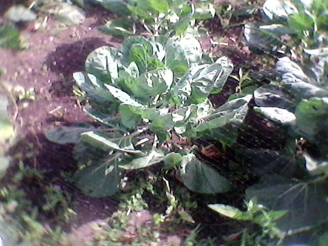 allotment%20june%202018%20001.jpg