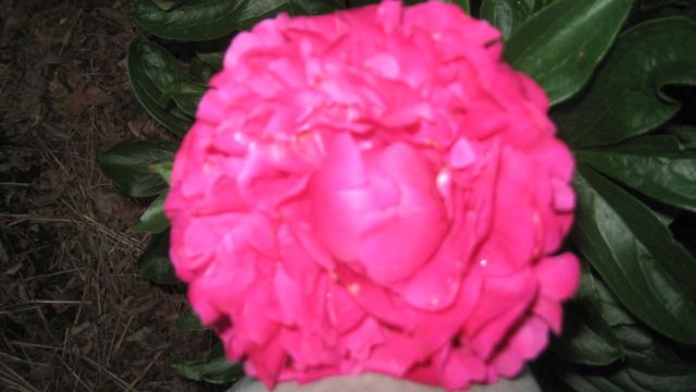 IMG_3137.jpg