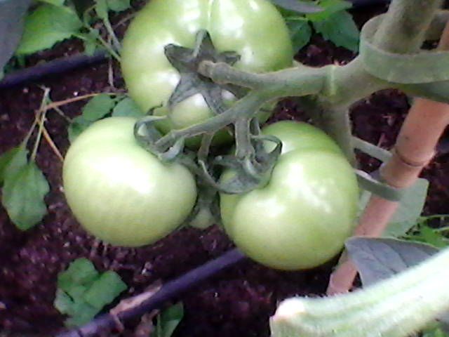 allotment%20june%202018%20007.jpg