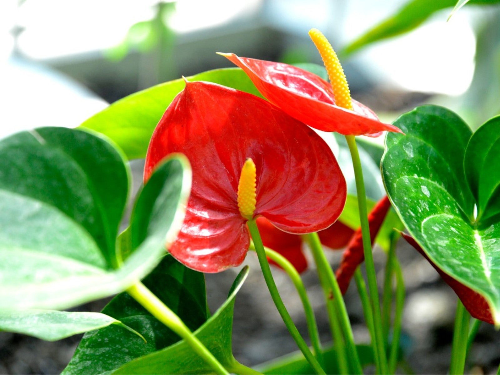 www.gardeningknowhow.com